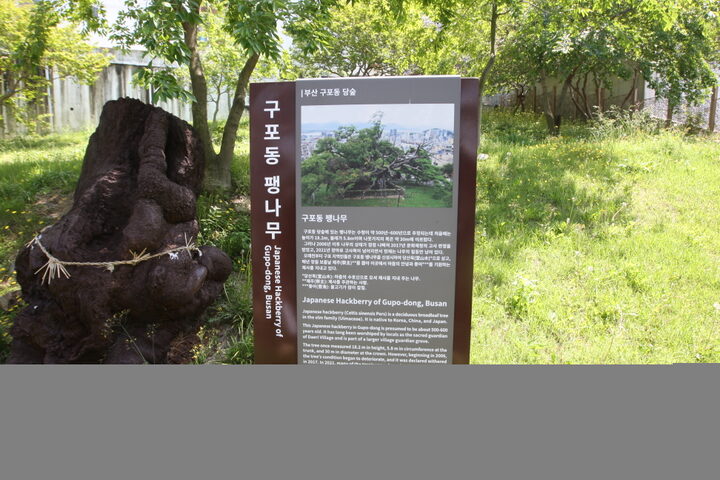 부산 구포동 당숲(2023년)