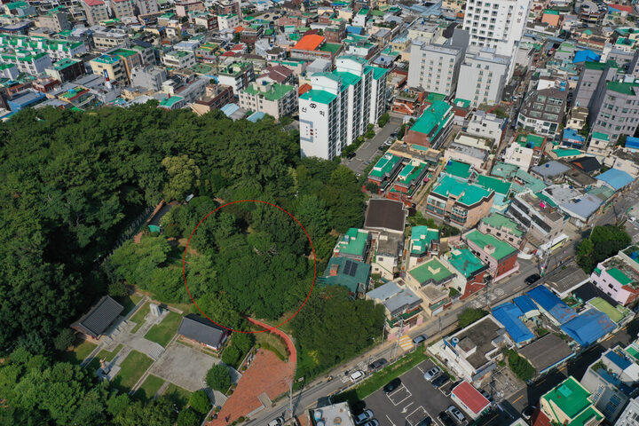 부산 좌수영성지 푸조나무(2021년)