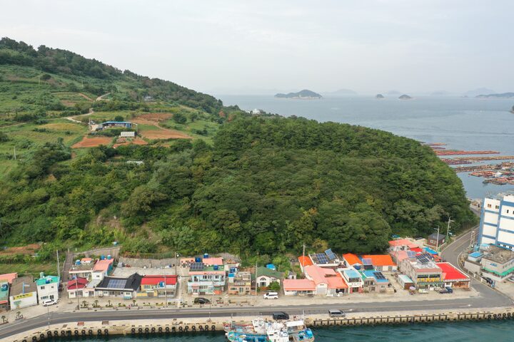 통영 욕지도 모밀잣밤나무 숲(2024)