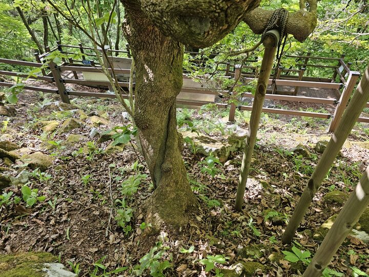 정선 반론산 철쭉나무 및 분취류 자생지(2024년)