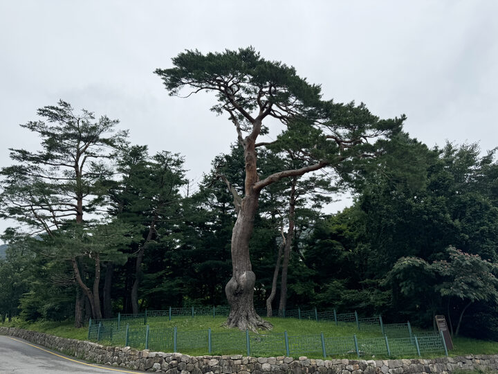 속초 설악동 소나무(2024년)
