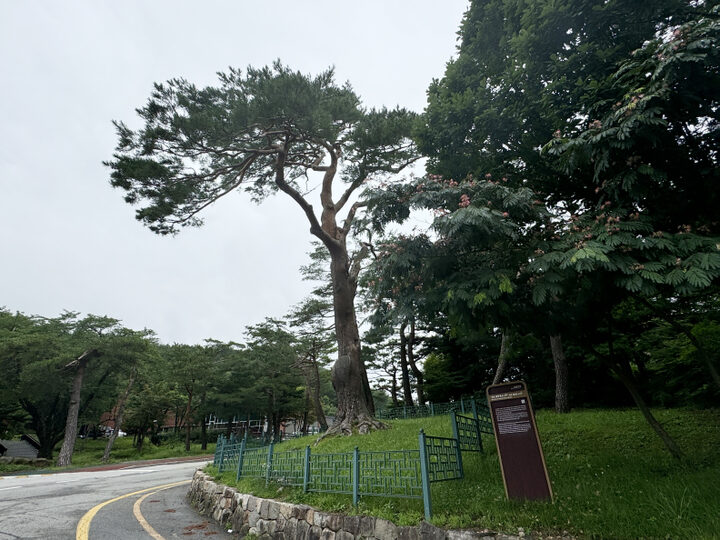 속초 설악동 소나무(2024년)