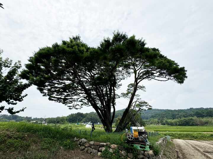 구미 독동리 반송(2024년)