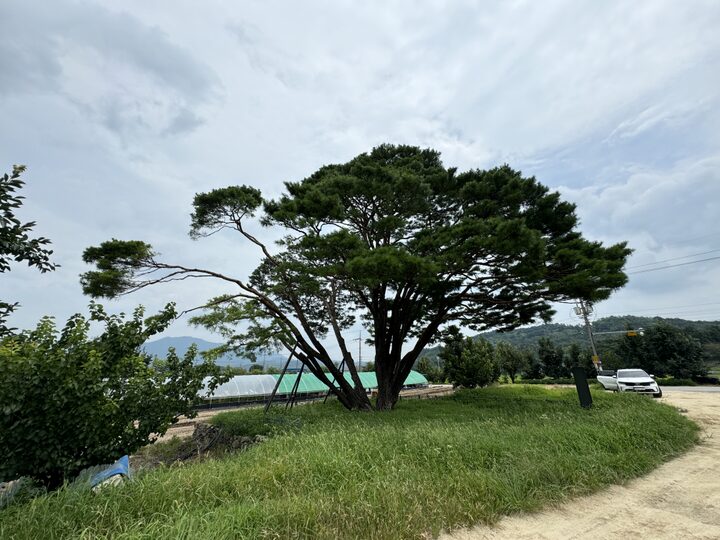 구미 독동리 반송(2024년)