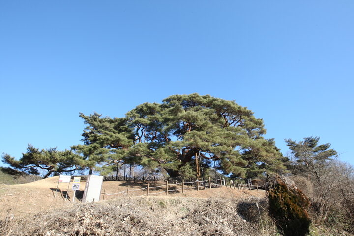 의령 성황리 소나무(2024년)