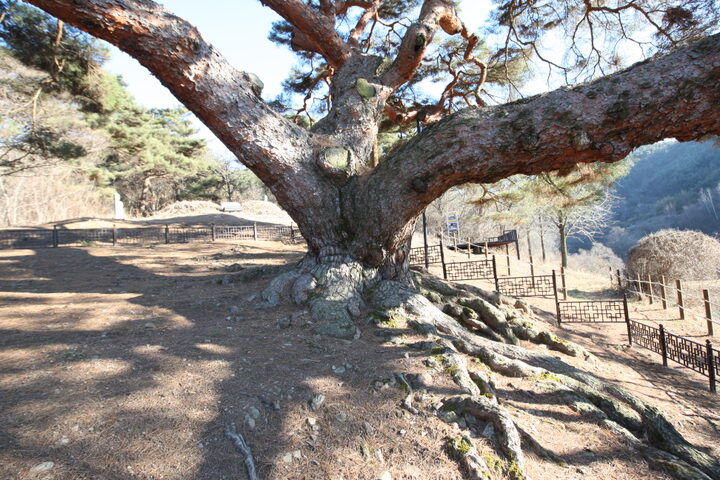 의령 성황리 소나무(2024년)