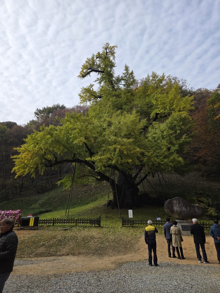 금산 보석사 은행나무(2025년)