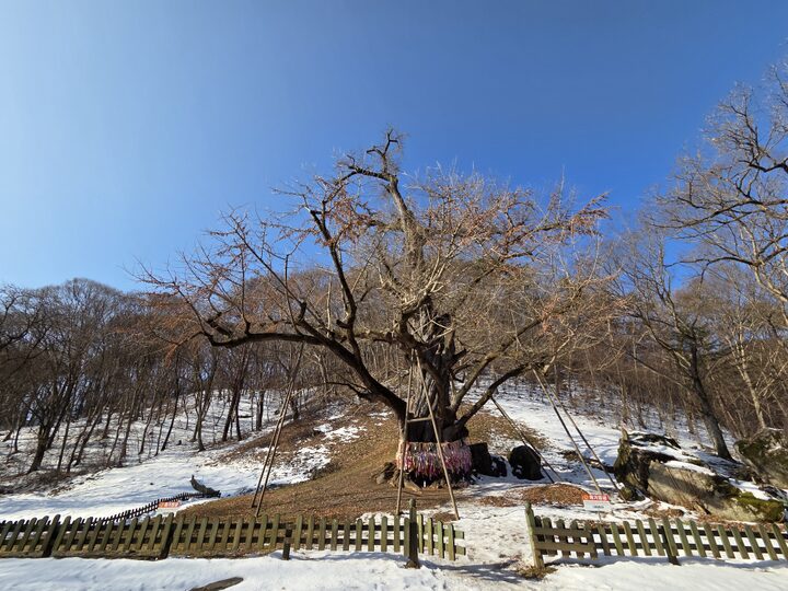 금산 보석사 은행나무(2025년)