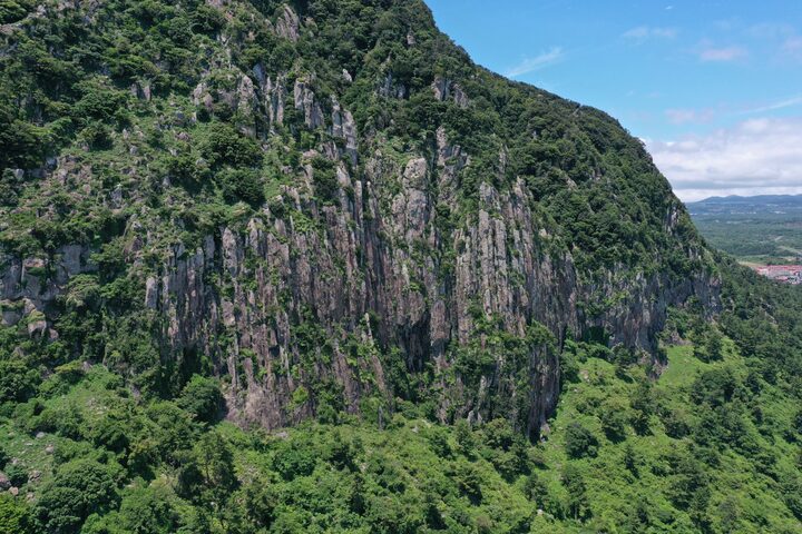 제주 산방산 암벽식물지대(2021년)