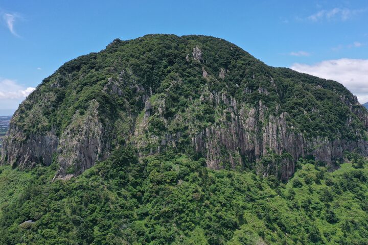 제주 산방산 암벽식물지대(2021년)