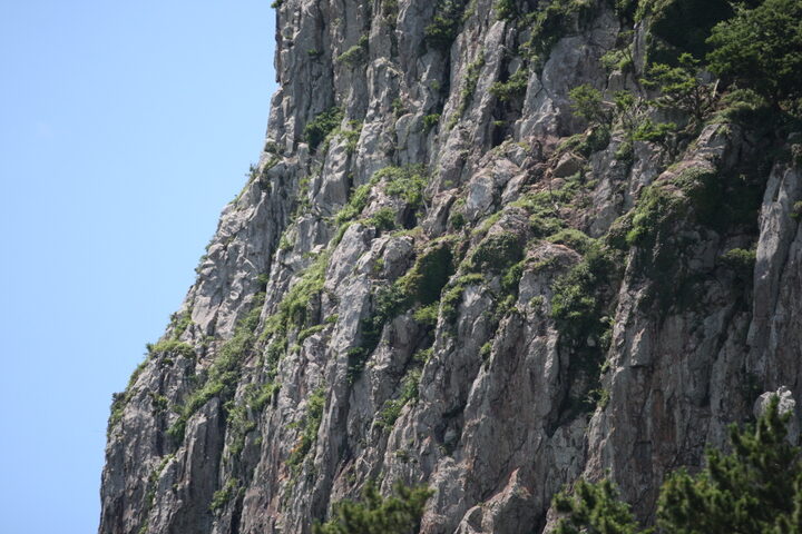 제주 산방산 암벽식물지대(2021년)