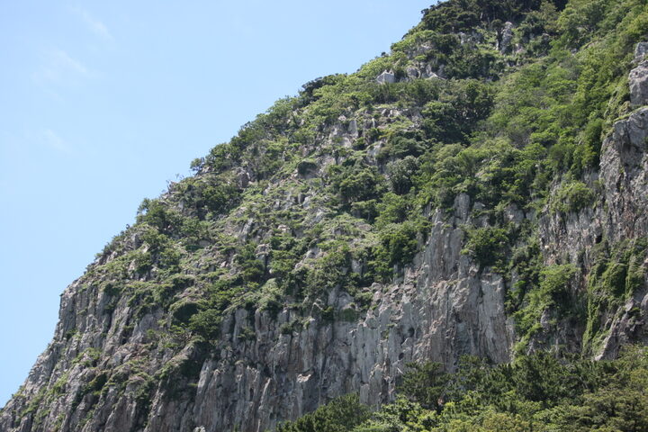 제주 산방산 암벽식물지대(2021년)