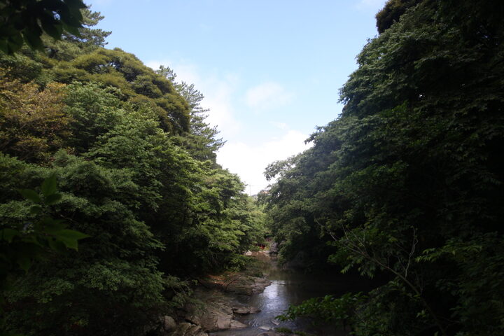 제주 안덕계곡 상록수림(2021년)