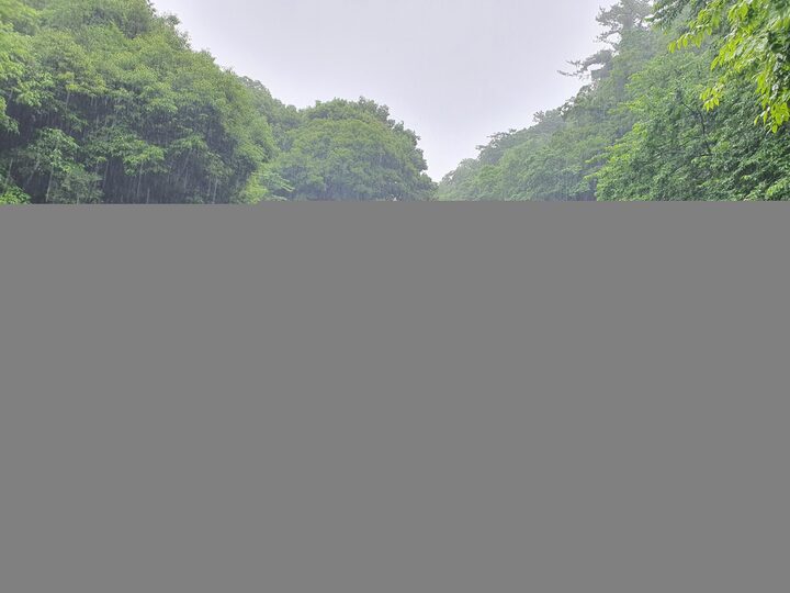 제주 천제연 난대림(2021년)