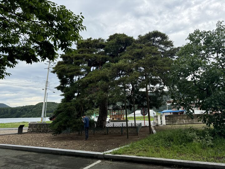 울진 행곡리 처진소나무(2024년)