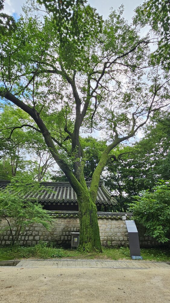 창덕궁 뽕나무(2025년)
