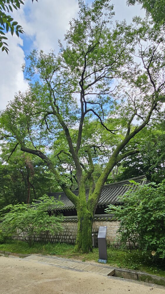 창덕궁 뽕나무(2025년)