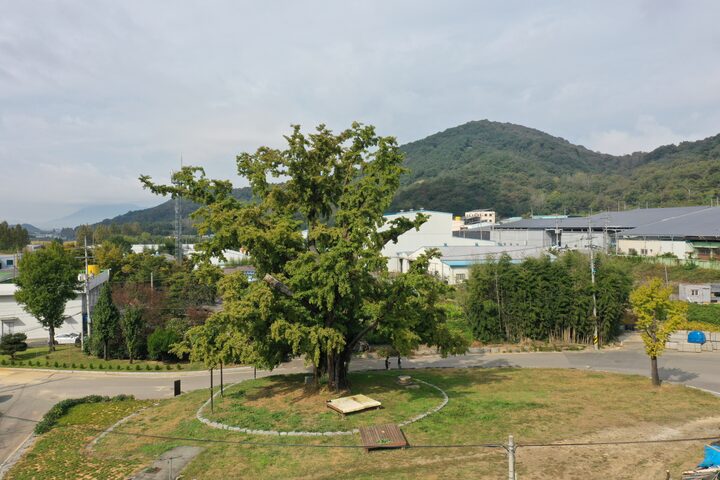 담양 봉안리 은행나무(2023년)