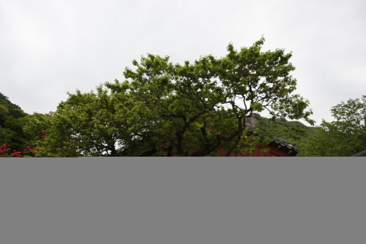장성 백양사 고불매(2021년)