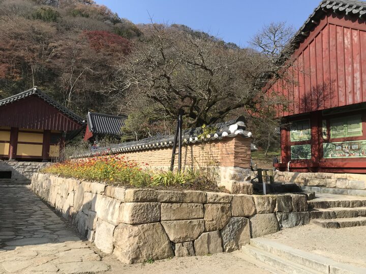 장성 백양사 고불매(2021년)