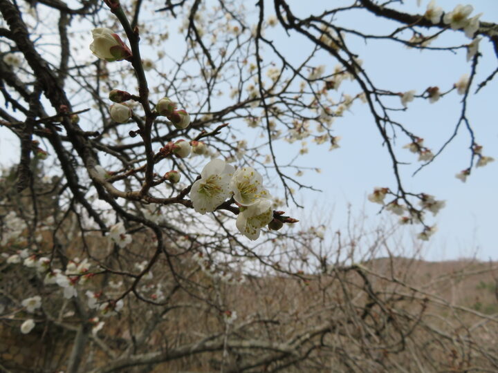 순천 선암사 선암매(2018년)