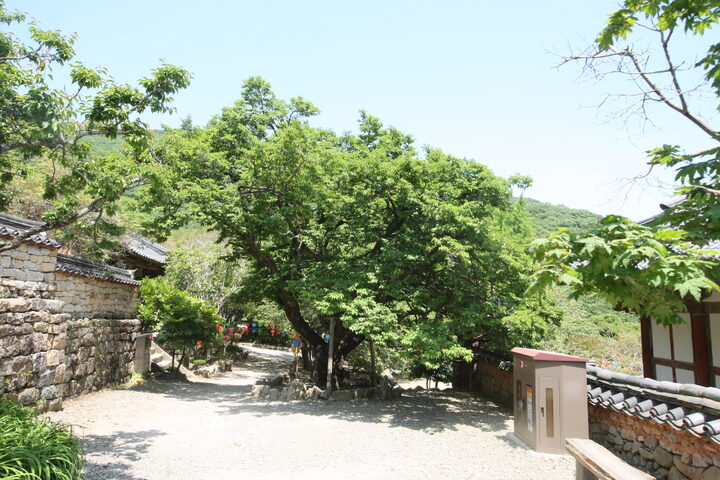 순천 선암사 선암매(2023년)