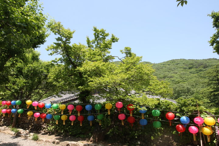 순천 선암사 선암매(2023년)