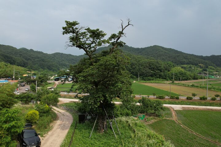 의령 백곡리 감나무(2023년)