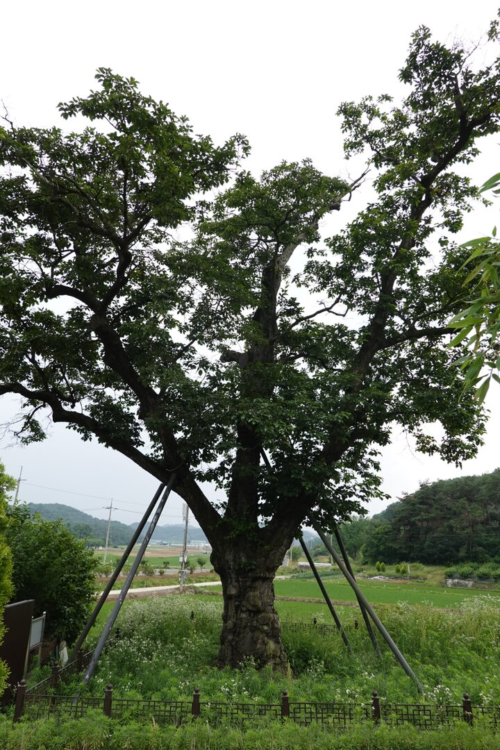 의령 백곡리 감나무(2023년)