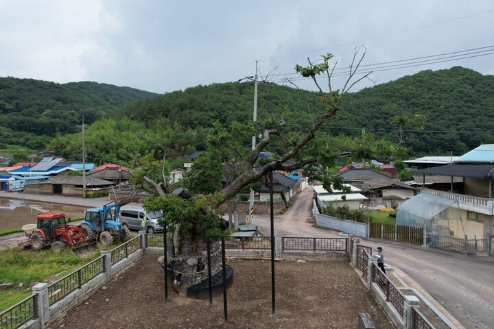 의령 세간리 현고수(느티나무, 2023년)