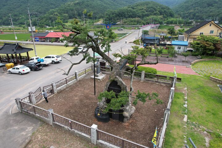 의령 세간리 현고수(느티나무, 2023년)