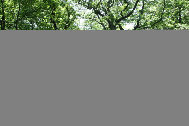 영덕 도천리 도천숲(2025년)