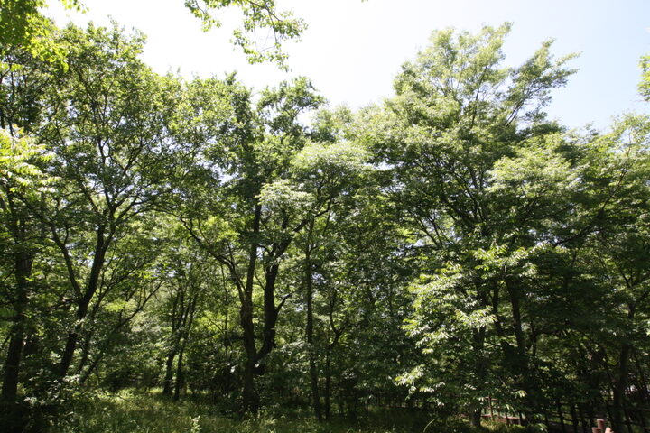 영덕 도천리 도천숲(2025년)