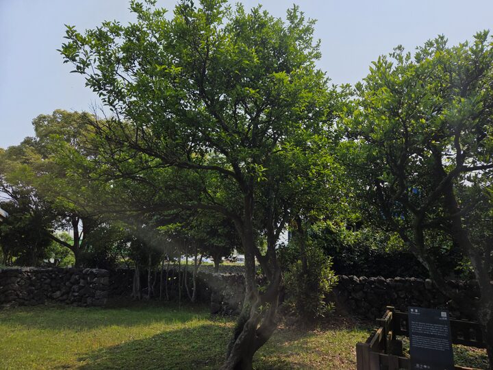제주 도련동 귤나무류(2025년)