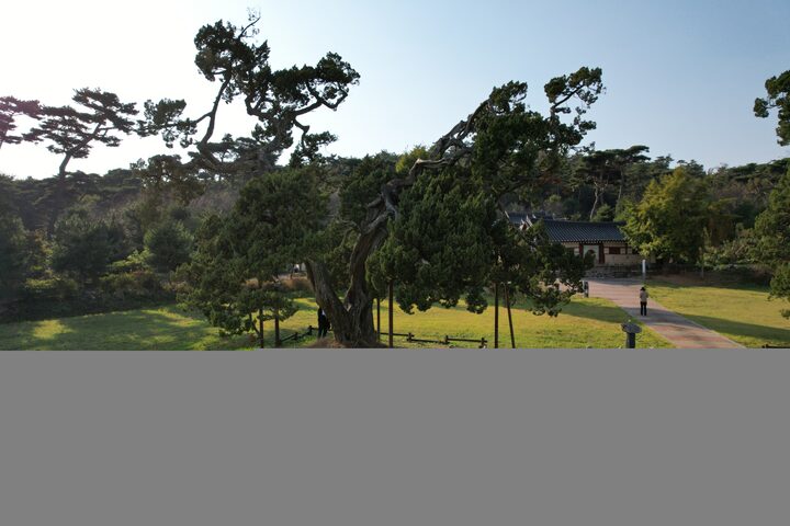서산 송곡서원 향나무(2023년)