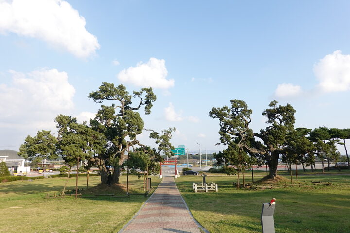 서산 송곡서원 향나무(2023년)