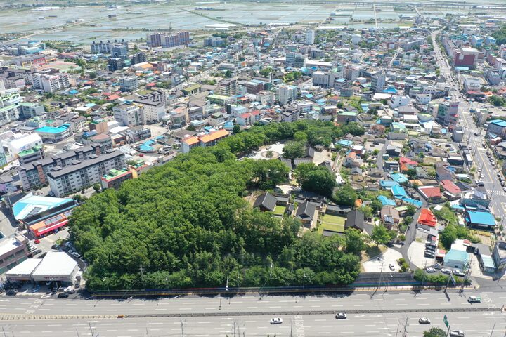 포항 흥해향교 이팝나무군락(2025년)