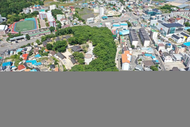 포항 흥해향교 이팝나무군락(2025년)