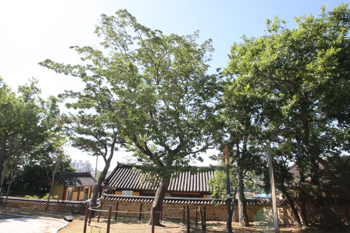 포항 흥해향교 이팝나무군락(2025년)
