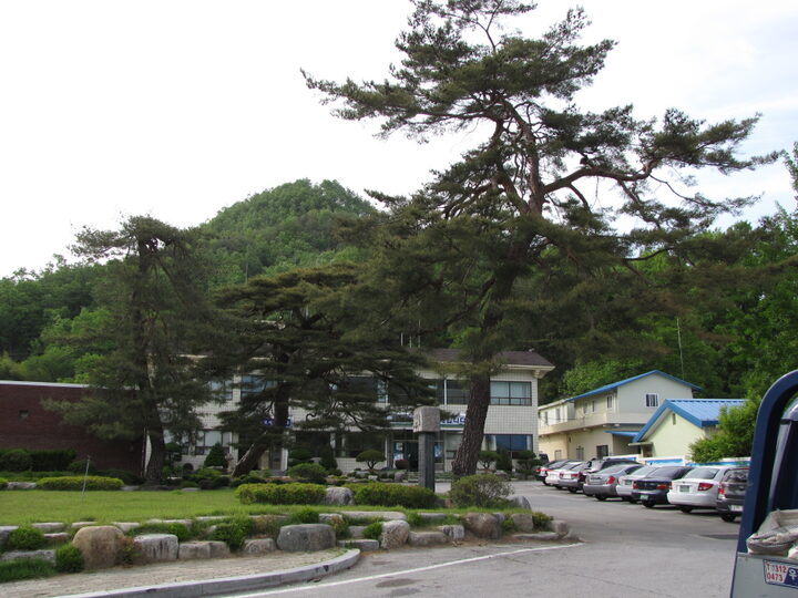 유성리 소나무 전경2