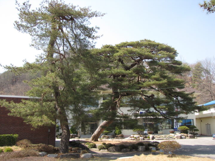 유성리소나무 전경3