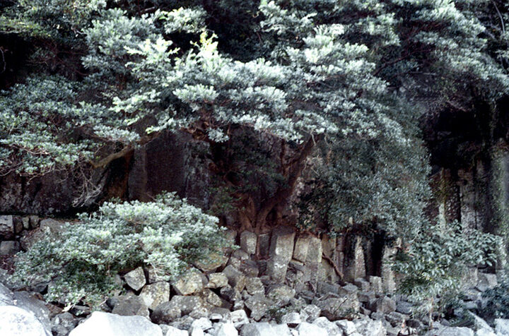 담팔수전경