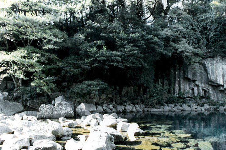 담팔수원경