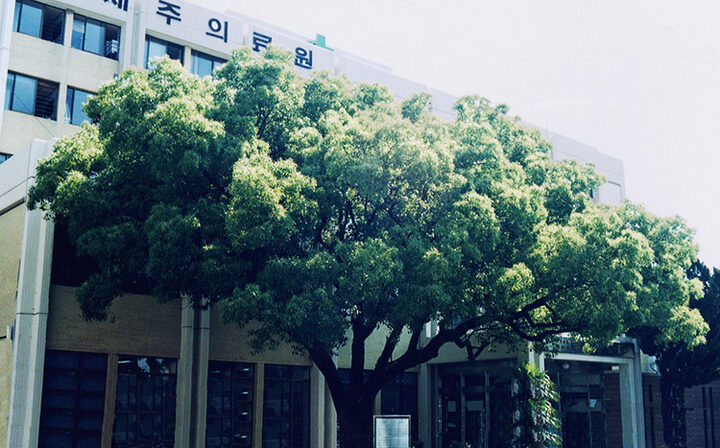 녹나무