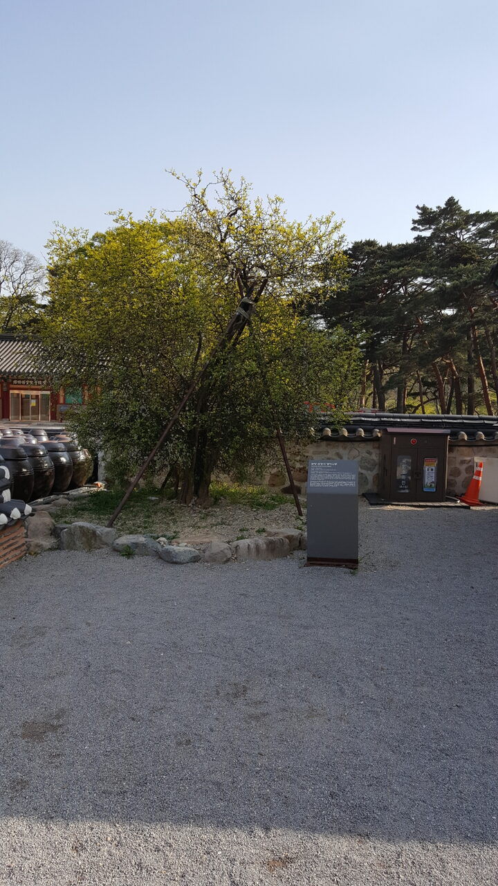 포항 보경사 탱자나무
