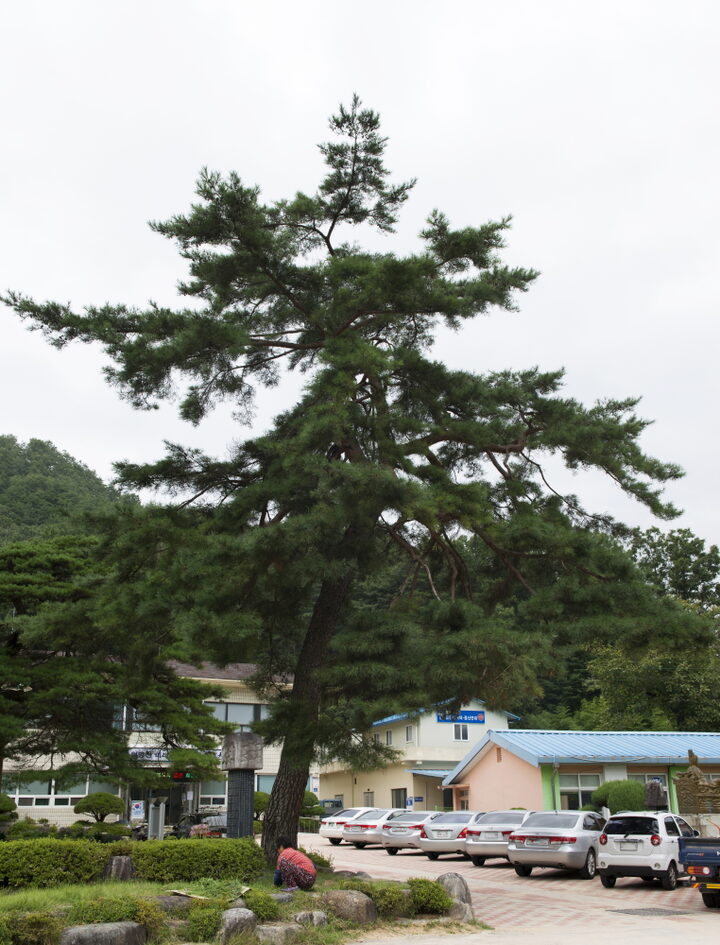 김천 유성리 소나무_3 (촬영년도 : 2015년)