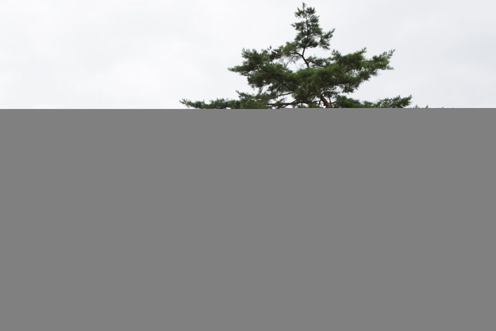 김천 유성리 소나무_7 (촬영년도 : 2015년)