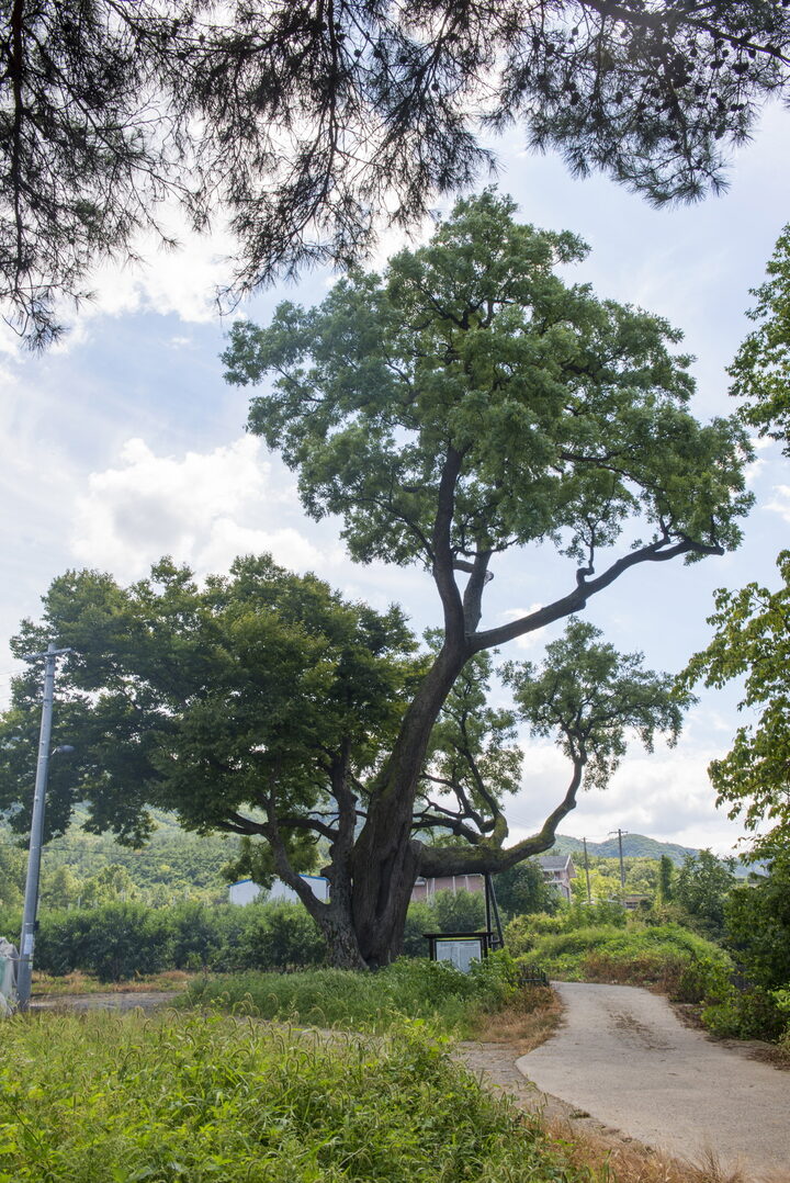 영천약남리회화나무_원경2 (촬영년도 : 2015년)