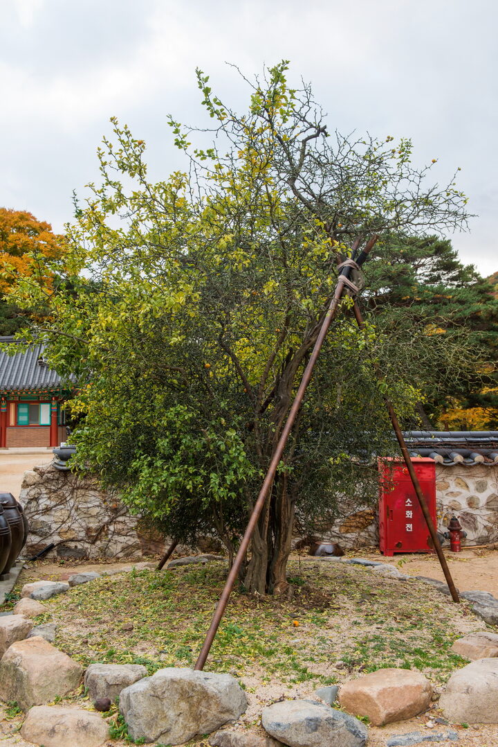 포항 보경사 탱자나무_전경 (촬영년도 : 2015년)