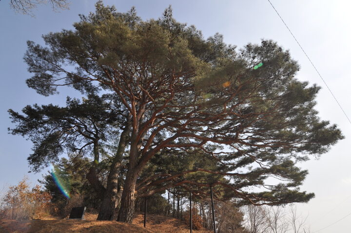 예천 수한리 소나무
